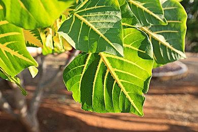 《男友地牢》厂商新作《莫斯菲尔德：起源》公布